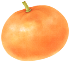 oranje fruit aquarel illustratie png