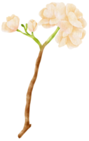 weiße Blume Aquarell handgemalt png