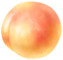 abrikoos fruit aquarel illustratie png