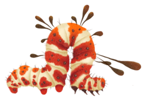 Caterpillar watercolor hand-painted on transparent background png