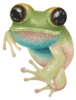 grenouille aquarelle peinte à la main png
