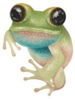 sapo pintado à mão em aquarela png