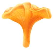 ilustração em aquarela de cogumelo chanterelles png
