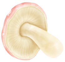 Emetic russula mushroom watercolor illustration png