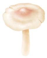 illustration aquarelle champignon blanc png