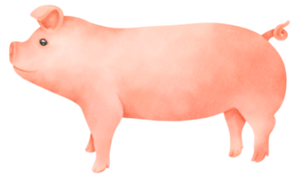 linda ilustración de acuarela de cerdo png