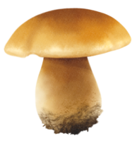 illustrazione dell'acquerello di funghi porcini o porcini png
