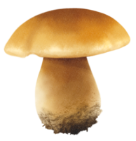 boletus o setas porcini ilustración acuarela png