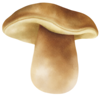 ilustração em aquarela de cogumelos boletus ou porcini png