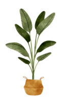 planta tropical en maceta ilustración en acuarela png