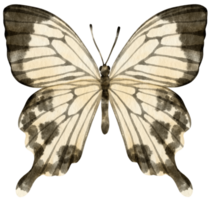 estilo de acuarela de mariposa en blanco y negro para elemento decorativo png