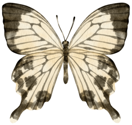 Watercolor Butterfly PNGs for Free Download