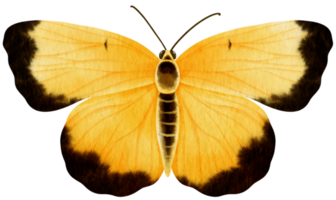 mariposa amarilla estilo acuarela para elemento decorativo png