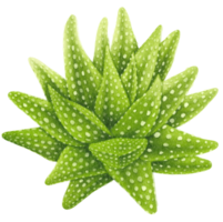 illustrazione dell'acquerello della pianta succulenta png