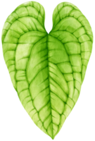 estilo de acuarela de hoja tropical para elemento decorativo png