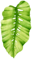 Tropical Leaf  watercolor style for Decorative Element png