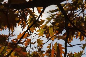 Beautiful foliage of oak photo