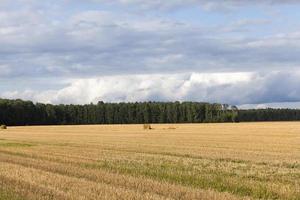 A stack of straw photo