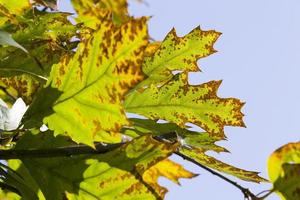 Green orange oak foliage photo