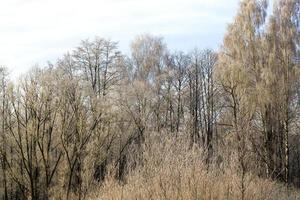 deciduous trees after snowfall photo