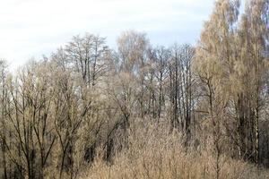 deciduous trees after snowfall photo