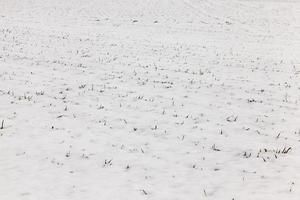 After snowfall   lying snow after the last snowfall. The picture was taken in the winter season. photo