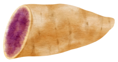 ilustração em aquarela de batata doce roxa png