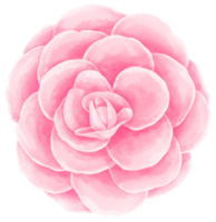 hermosa flor acuarela ilustración png