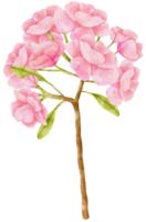 Pink Flower Watercolor hand-painted png