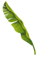 acuarela de hoja de plátano png