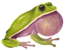 Watercolor hand painted Frog png