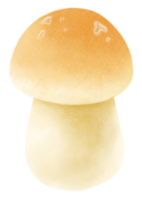 Mushroom watercolor illustration png