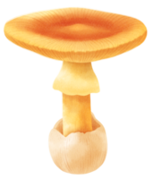 Caesar's mushroom watercolor illustration png