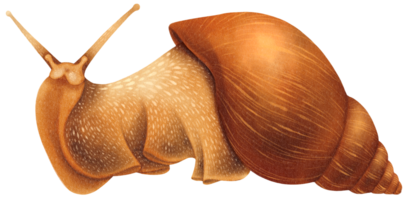 ilustración de acuarela de caracol png