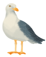 gaviota acuarela pintada png