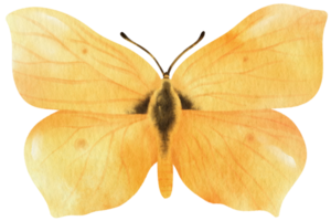 Yellow Butterfly watercolor style for Decorative Element png