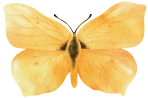 mariposa amarilla estilo acuarela para elemento decorativo png