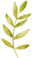 estilo de acuarela de hoja tropical para elemento decorativo png