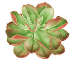 ilustração em aquarela de planta suculenta png