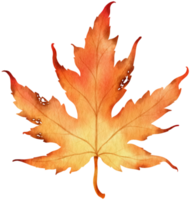 Dried autumn maple Leaf  watercolor style for Decorative Element png