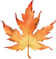 estilo de acuarela de hoja de arce de otoño seco para elemento decorativo png