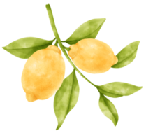 ramo acquerello di frutti di limone png