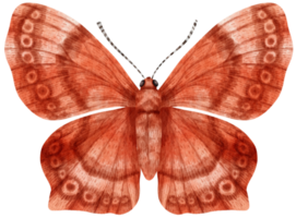 mariposa acuarela pintada
