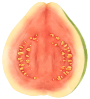 de helft van de guavefruit aquarel illustratie png