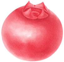 illustrazione dell'acquerello della frutta del mirtillo rosso png