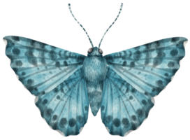 butterfly watercolor painted png