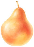 ilustração em aquarela de frutas pera png