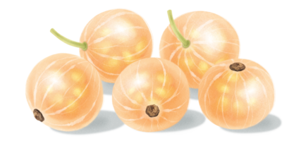 ilustração em aquarela de frutas groselha png