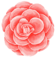 hermosa flor acuarela ilustración png