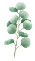rama de eucalipto ilustraciones estilos de acuarela png